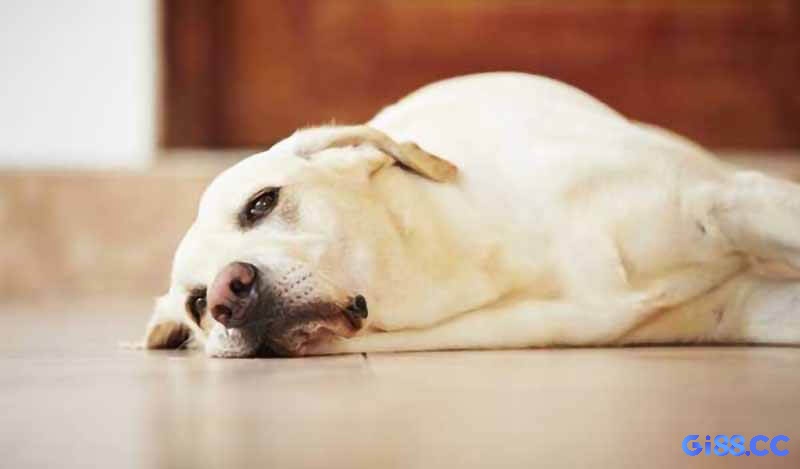 Con số giúp cải vận khi mơ thấy chó xuất hiện