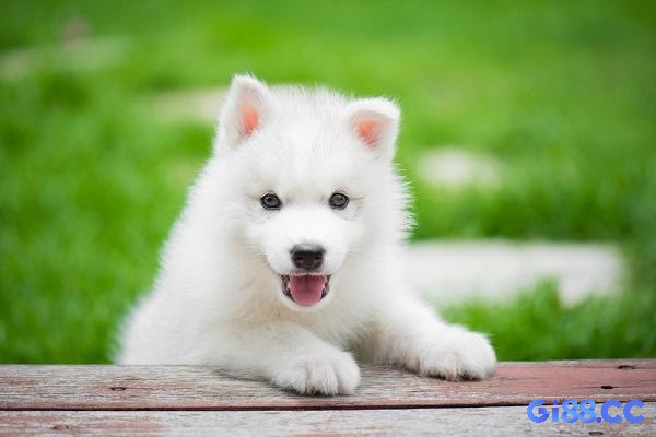 Điềm báo có thể là cát hay hung tùy vào tình tiết diễn ra