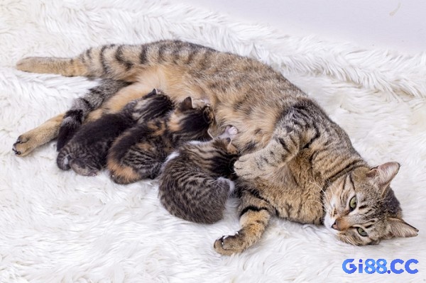 Dự báo ẩn sau giấc mơ thấy mèo có thể là điềm cát hoặc hung