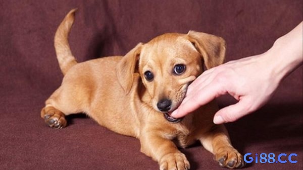 Khám phá số đề may mắn cho anh em khi mơ chó cắn nhé