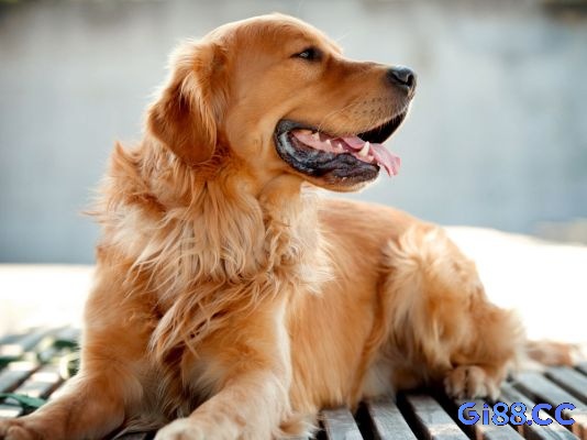 Mơ thấy chó vàng là điềm báo cho thấy đề thủ sắp đón nhận nhiều cơ hội đổi đời