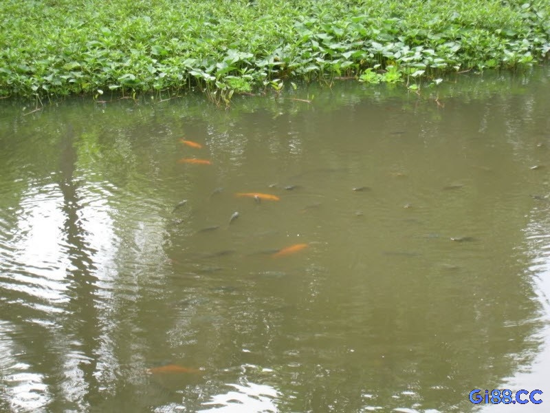 Mơ thấy một ao cá lớn cho thấy đề thủ đang mở lòng với những người xung quanh