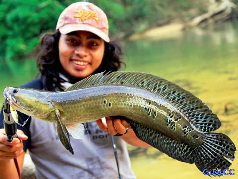 Chuyên gia phân tích mơ thấy bắt được cá đánh đề con gì theo tình tiết