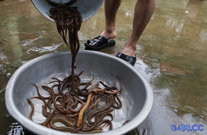 Nếu mơ bắt lươn thì nên đánh đề con nào?