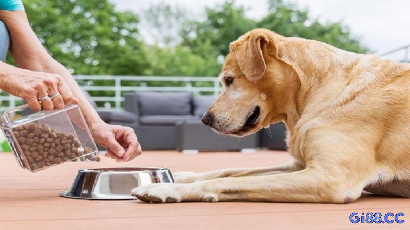 Ngủ mơ thấy cho chó ăn cho thấy bạn là người yêu động vật