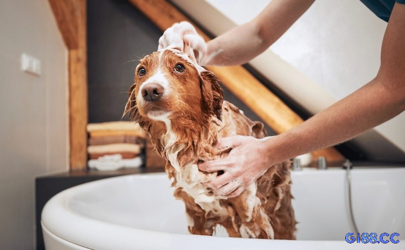 Mộng thấy tắm cho chó báo hiệu rằng con đường tình cảm của bạn sẽ diễn ra thuận lợi