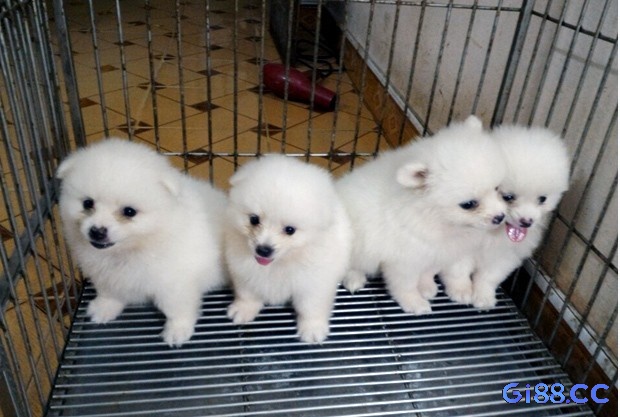 Mơ thấy đi mua chó nhắc nhở rằng bạn nên giải quyết dứt điểm các mối quan hệ cũ