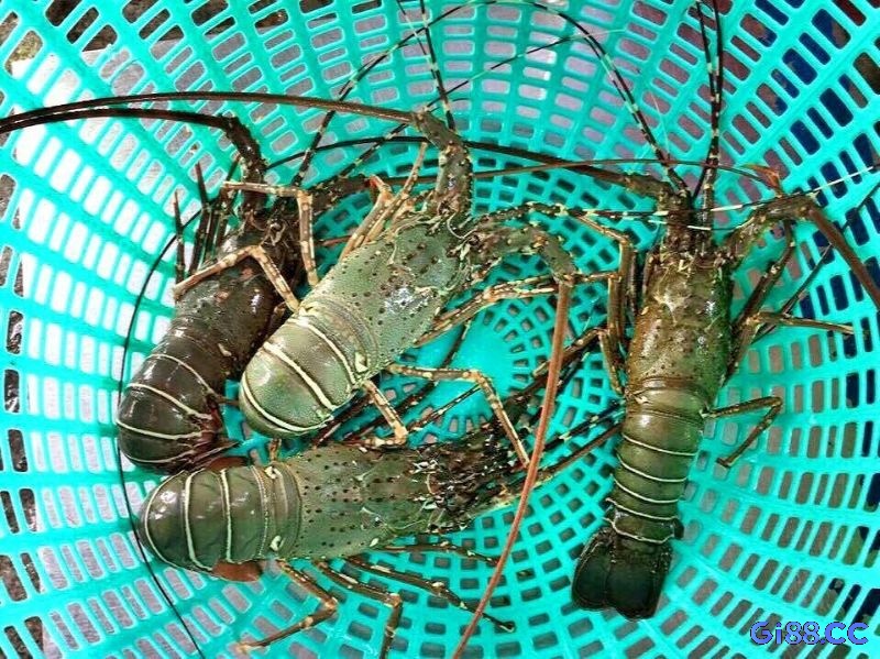 Chiêm bao thấy tôm hùm là điềm xấu