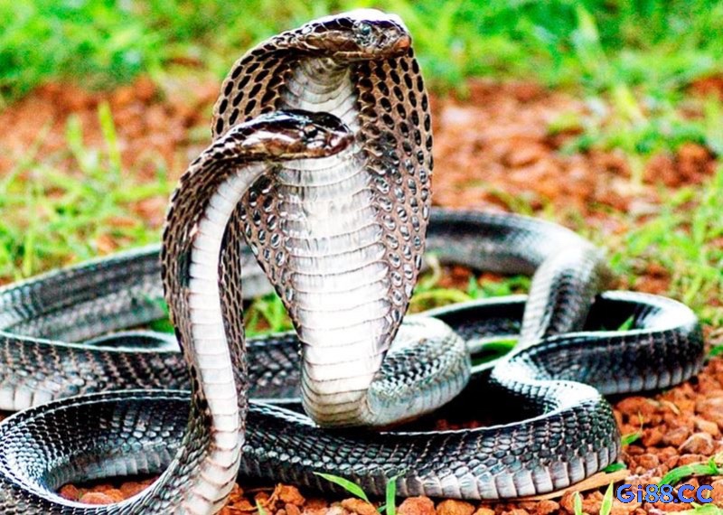 Mơ rắn hổ mang là giấc mơ cảnh báo anh em nên cảnh giác với các mối quan hệ xung quanh
