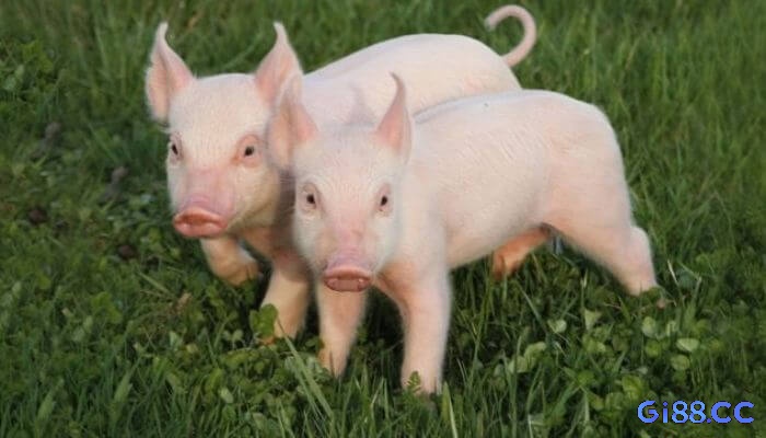 Mơ thấy heo con cho thấy gia đình đề thủ có thể sắp đón nhận tin vui