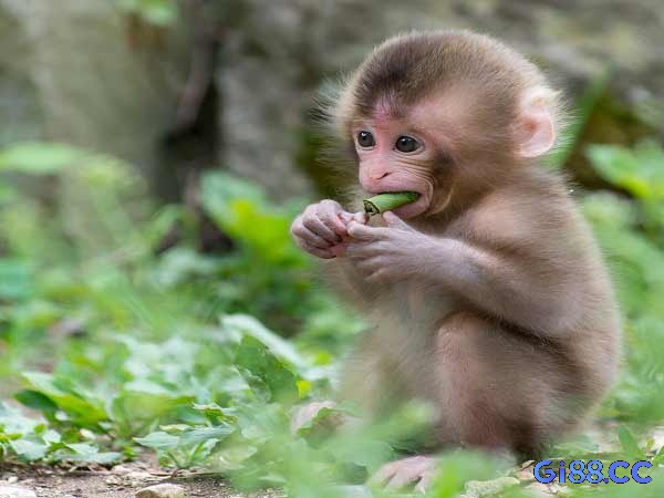 Mơ thấy khỉ con cho thấy gia đình đề thủ sắp chào đón thêm thành viên mới