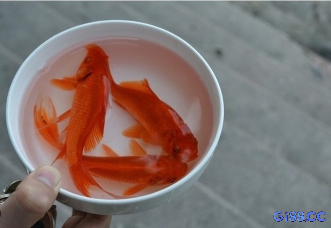 Nằm mơ thấy mua cá đánh con gì phân chia theo từng bối cảnh xảy ra