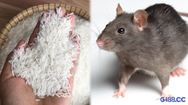 Mơ thấy gạo bị chuột ăn nhắc nhở bạn về nguy cơ thất thoát tài sản