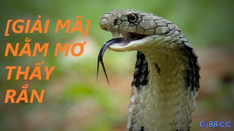Hình ảnh rắn hổ mang đang cắn, thể hiện sự tổn thương và lo lắng trong các mối quan hệ