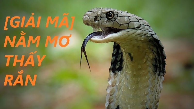Giải mã giấc mơ thấy rắn hổ mang: Điềm lành hay dữ?