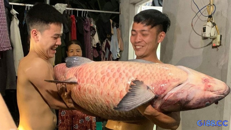 Giải mã giấc mơ bắt được cá phân theo hoàn cảnh mơ