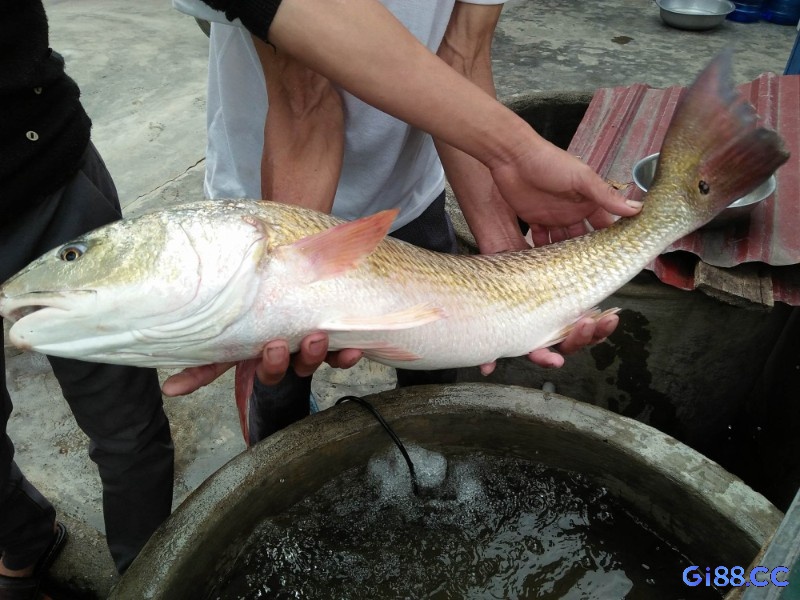 Bạn có thể hốt bạc khi mơ thấy bắt được cá