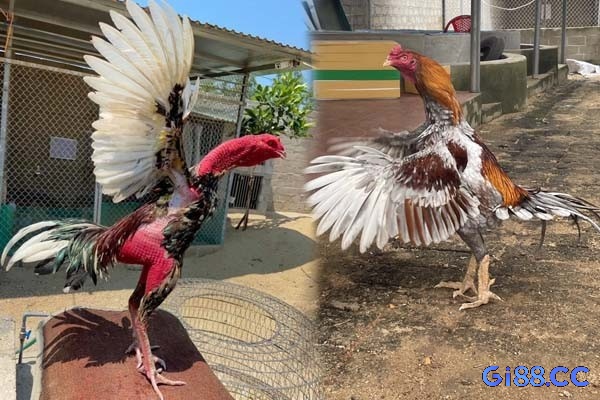 Gà dòng tốt thường có tố chất thi đấu và khả năng phục hồi vượt trội