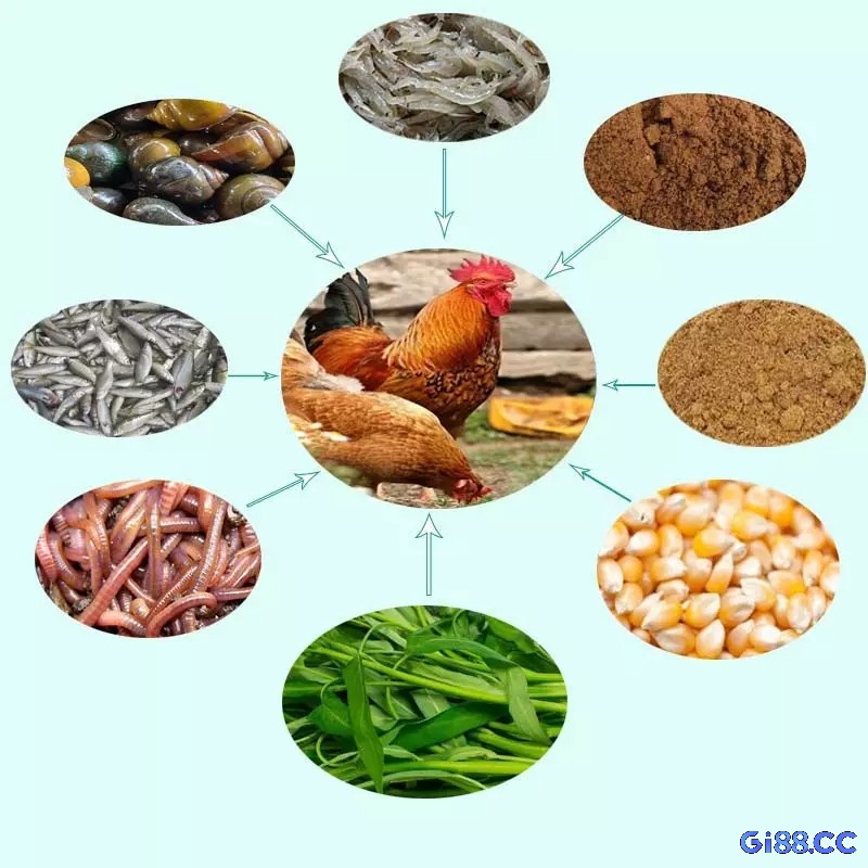 Khẩu phần giàu protein, giàu thảo dược giúp tăng sức bền và phục hồi nhanh