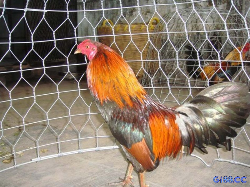 Màu lông, chân và mỏ của gà chiến quyết định mạng ngũ hành, là yếu tố quan trọng khi xem ngày đá gà