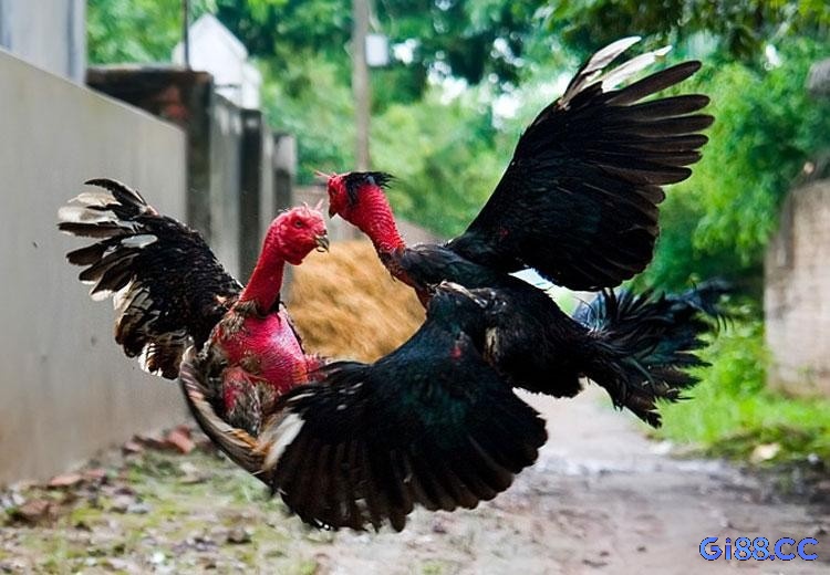 Việc chọn giờ xuất trận hợp ngũ hành giúp gà chiến thêm may mắn và tránh giờ xung khắc