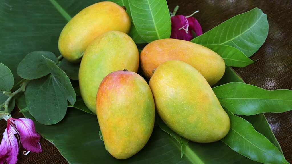 Mơ thấy xoài đánh con gì, số mấy trúng thưởng lô đề?