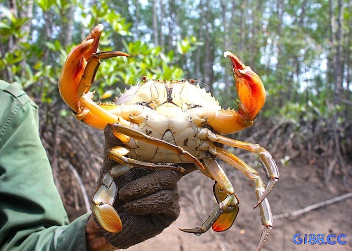 Tuy nhiên giải mã giấc mơ bắt cua ở góc độ gia đình thì có thể là chuyện tranh cãi hiểu lầm