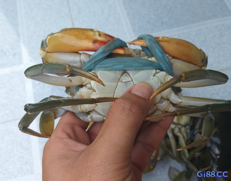Giải mã giấc mơ bắt cua biển là báo hiệu một cơ hội lớn nhưng mà cũng đi kèm nguy cơ cao